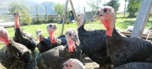 Organic pasture raised turkeys