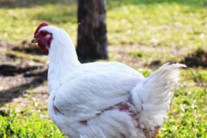 Organic pasture raised chickens