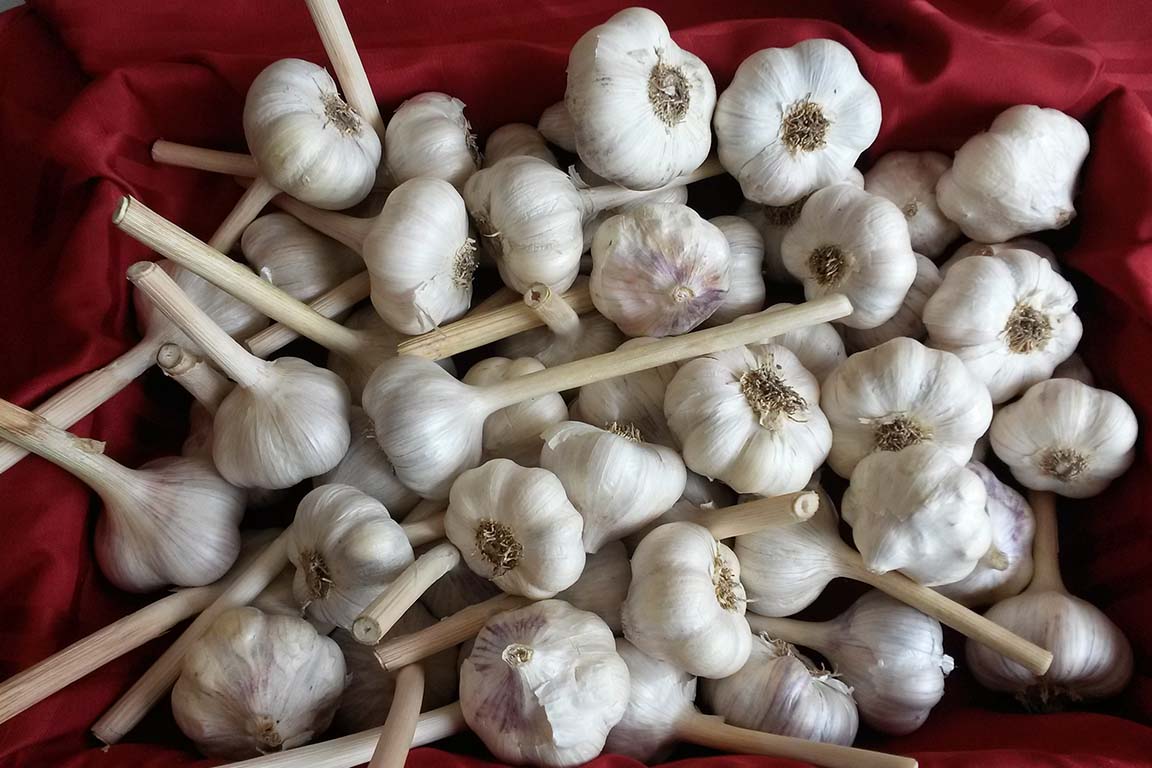 Fresh organic garlic available at the farm