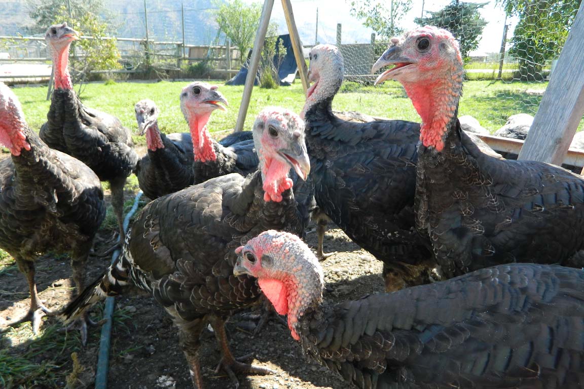 Organic pasture raised turkeys