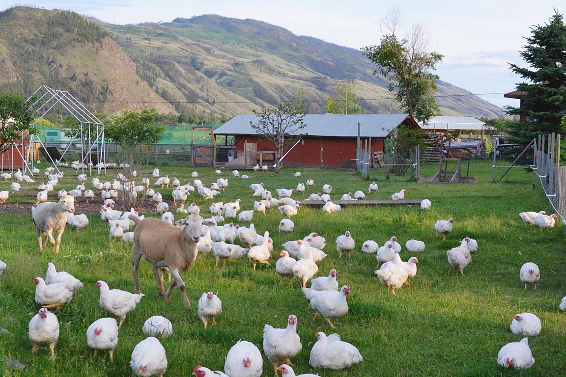 Happy livestock raised in open pastures, naturally