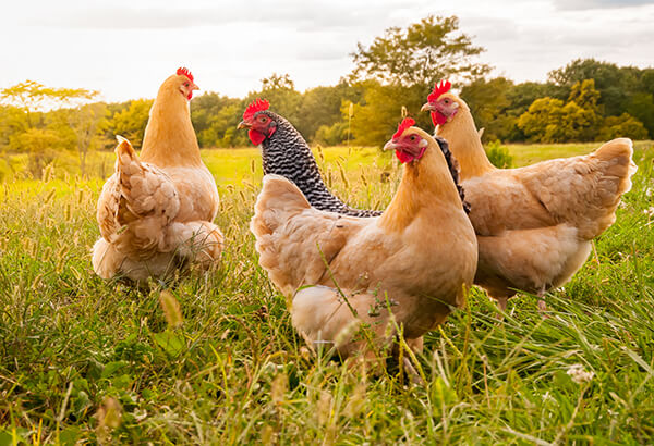 Chicken Sunset