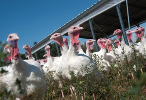 Turkeys in a pasture