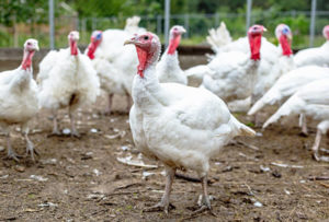 pasture-raised turkeys
