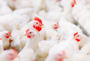 poultry